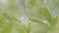 Drop water dew in the sunlight on leaf macro closeup. Fresh green grass with water drops close-up Royalty Free Stock Photo