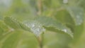 Drop water dew in the sunlight on leaf macro closeup. Fresh green grass with water drops close-up Royalty Free Stock Photo