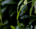 A drop of water on the edge of a leaf Royalty Free Stock Photo