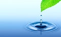 Drop of water falling from green fresh leaf Royalty Free Stock Photo