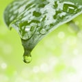 Drop of water falling from green leaf Royalty Free Stock Photo