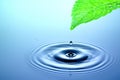 Drop of water falling from green leaf Royalty Free Stock Photo