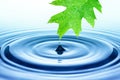 Drop of water falling from green leaf Royalty Free Stock Photo