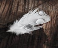 A drop of water on feathers Royalty Free Stock Photo