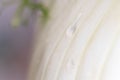 Drop of water on fennel. Macro close up of water drops on fresh fennl surface. healty vegano food