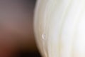 Drop of water on fennel. Macro close up of water drops on fresh fennl surface. healty vegano food Royalty Free Stock Photo