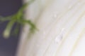 Drop of water on fennel. Macro close up of water drops on fresh fennl surface. healty vegano food