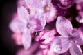 A drop of water on the flowers of lilac Royalty Free Stock Photo