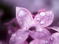 A drop of water on the flowers of lilac Royalty Free Stock Photo