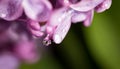 A drop of water on the flowers of lilac Royalty Free Stock Photo