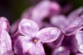 A drop of water on the flowers of lilac Royalty Free Stock Photo