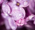 A drop of water on the flowers of lilac Royalty Free Stock Photo