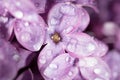 A drop of water on the flowers of lilac Royalty Free Stock Photo