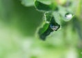 a drop of water flows down on a green leaf, close-up Royalty Free Stock Photo