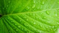 Drop of water on Fresh Green leaf pattern nature for background Royalty Free Stock Photo