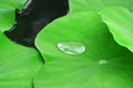 Drop of Water on Fresh Green Water Lily Leaf Royalty Free Stock Photo