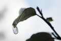 Drop of water frozen hanging from a leaf Royalty Free Stock Photo