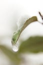 Drop of water frozen hanging from a leaf, vertical format Royalty Free Stock Photo