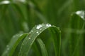 Drop of water on a grass Royalty Free Stock Photo