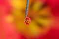 Drop of water on green blade of grass in foreground. Red-yellow tulip, which is in the background, is reflected in drop. Royalty Free Stock Photo