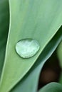 Drop of water on green leaf