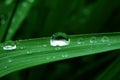 The drop of water on green leaf