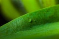 Drop water green leaf grass background Royalty Free Stock Photo