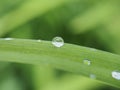 A drop of water on a green leaf of the plant. After the rain. Royalty Free Stock Photo