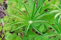 A drop of water on green leaf in the shape of a star after rain under the sun Royalty Free Stock Photo