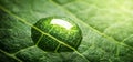 A drop of water on a green leaf of a tree. Beautiful background on the theme of spring, summer, new life, Earth Day. Macro shot,