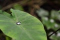 A drop of water on a green tropical leaf Royalty Free Stock Photo