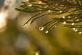 a drop of water hangs from a needle of pine needles in the rays of sunset Royalty Free Stock Photo