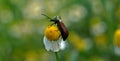 a drop of water on an insect placed on chamomile, comb-clawed beetles