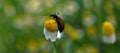 a drop of water on an insect placed on chamomile, Omophlus lepturoides, comb-clawed beetles