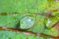 Drop of water on leaf of Euphorbia pulcherrima, macro photo