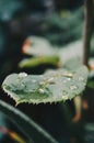 Drop of water on a leaf