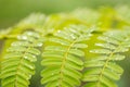 Drop water on leaves after rain Royalty Free Stock Photo