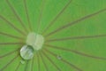 Drop of water on lotus leaf Royalty Free Stock Photo