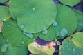 Drop water on Lotus leaf Royalty Free Stock Photo