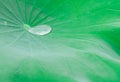 Drop of water on a lotus leaf background, green nature blackground Royalty Free Stock Photo