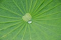 A drop of water on the lotus leaf Royalty Free Stock Photo