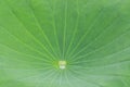 Lotus leaf with drop of water