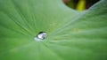 Drop water on Lotus leaf, Natural of raindrop on green leaf, After the rain, Close up. Royalty Free Stock Photo