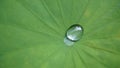 Drop water on Lotus leaf, Natural of raindrop on green leaf, After the rain, Close up. Royalty Free Stock Photo