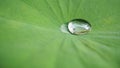 Drop water on Lotus leaf, Natural of raindrop on green leaf, After the rain, Close up. Royalty Free Stock Photo