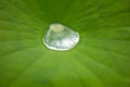 Drop water on the Lotus leaf Royalty Free Stock Photo