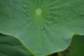 A drop of water on a Lotus leaf Royalty Free Stock Photo