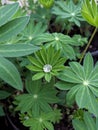 Drop of water on lupin leaves diamond look like Royalty Free Stock Photo