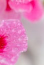 Drop of water morning dew on pink petal of blooming flower, macro close up. Water drop flowing down summer red flower. Natural Royalty Free Stock Photo