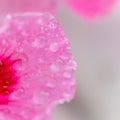 Drop of water morning dew on pink petal of blooming flower, macro close up. Water drop flowing down summer red flower Royalty Free Stock Photo